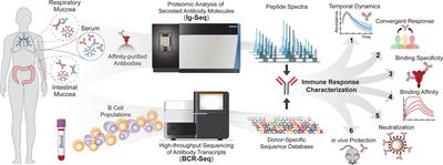 An Immunoproteomic Survey of the Antibody Landscape: Insights and Opportunities Revealed by Serological Repertoire Profiling